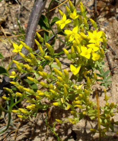 Sebaea aurea buds and flowers